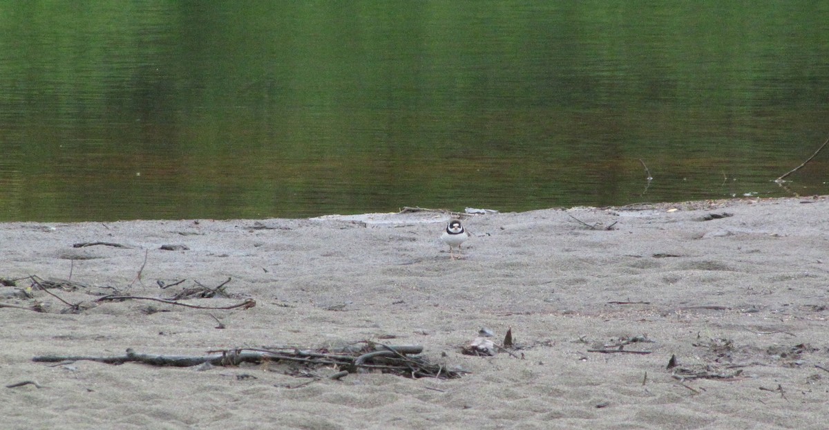 Semipalmated Plover - ML58992771