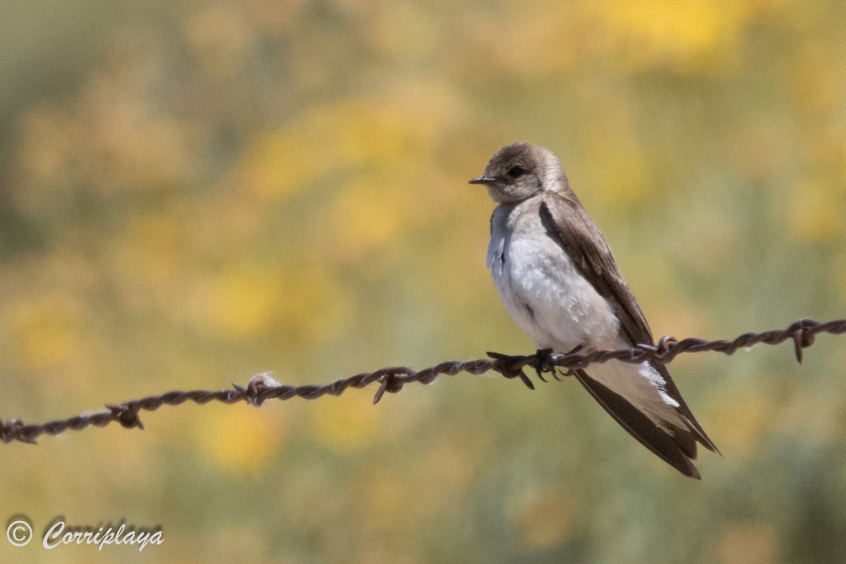 Northern Rough-winged Swallow - ML589928871