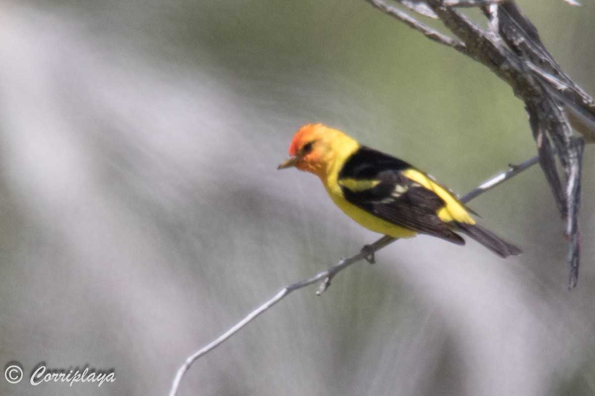 Western Tanager - ML589928941