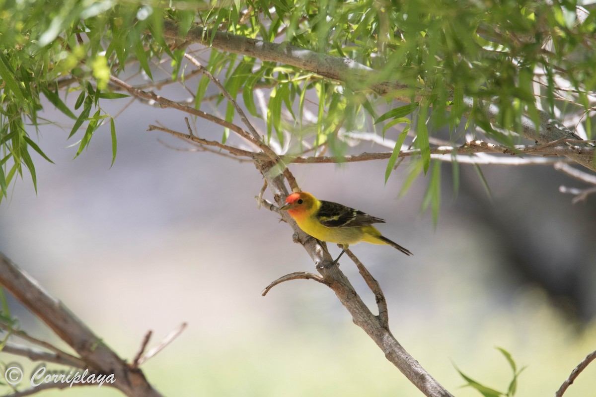 Western Tanager - ML589928951