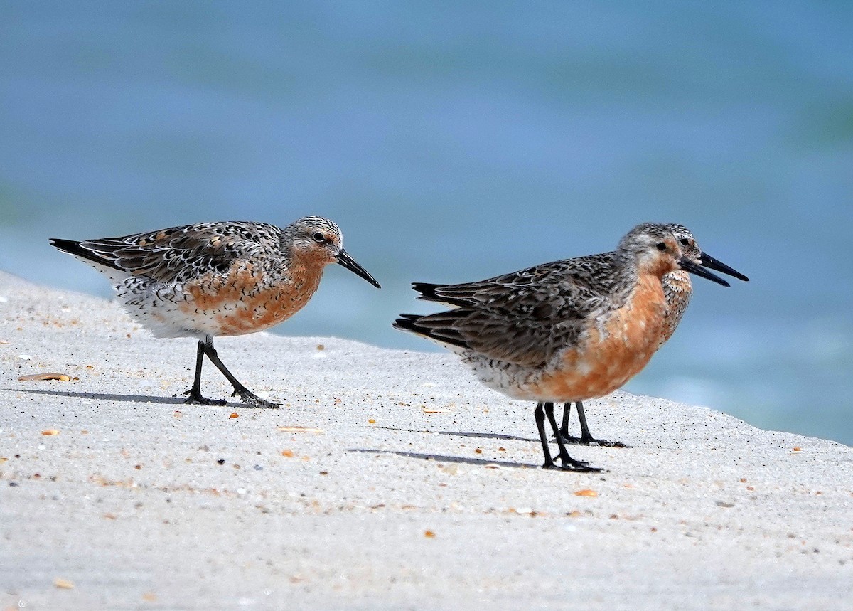 Red Knot - ML589929341