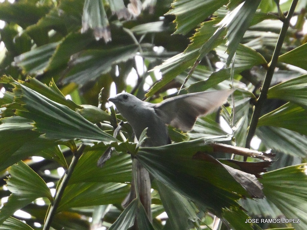 Blue-gray Tanager - ML58992981