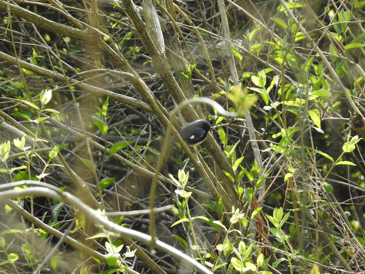 Black-throated Blue Warbler - ML58993351