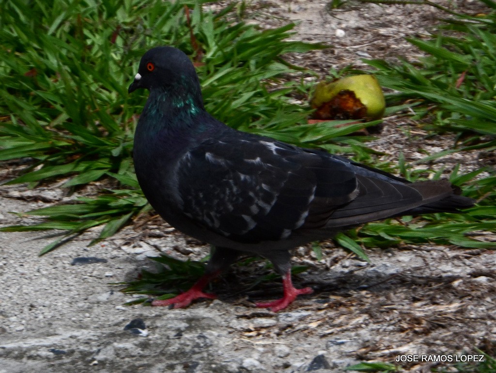 Rock Pigeon (Feral Pigeon) - Jose Ramos