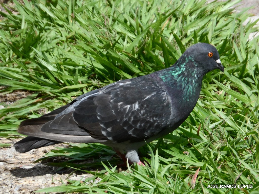 Rock Pigeon (Feral Pigeon) - ML58993371