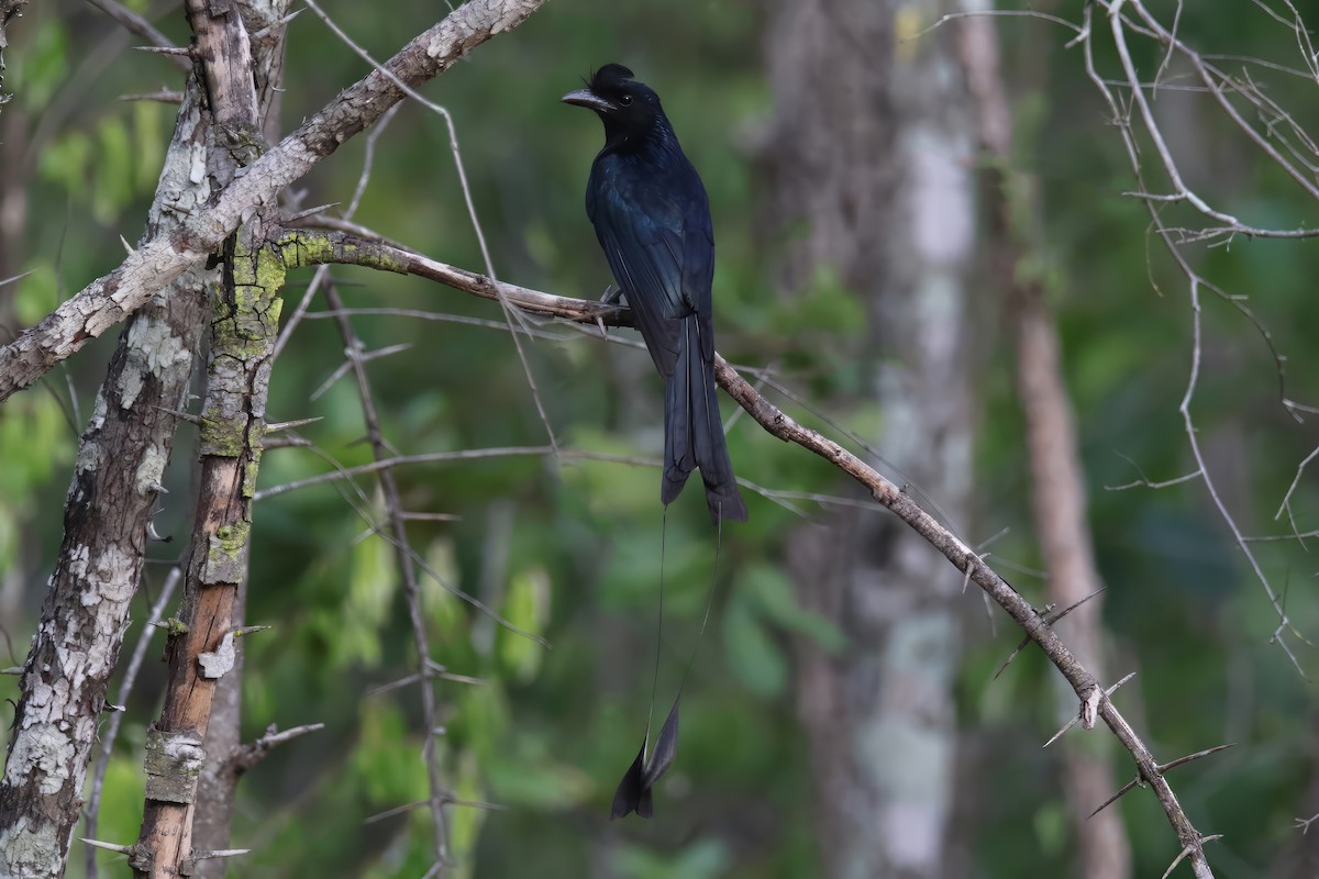 Greater Racket-tailed Drongo - ML589935351