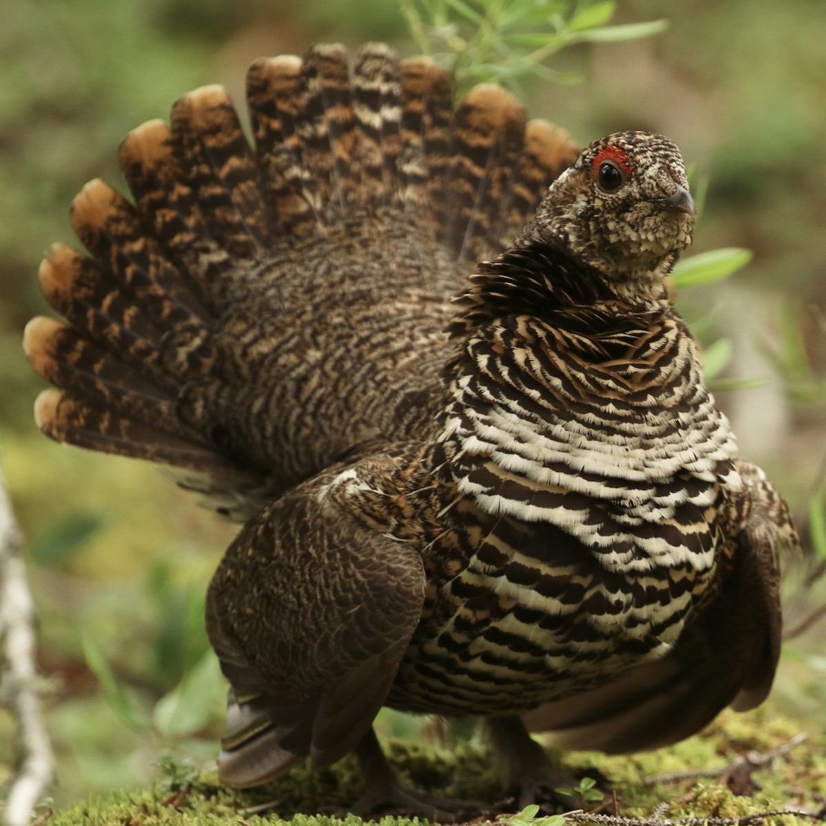 Spruce Grouse - Willy Hutcheson