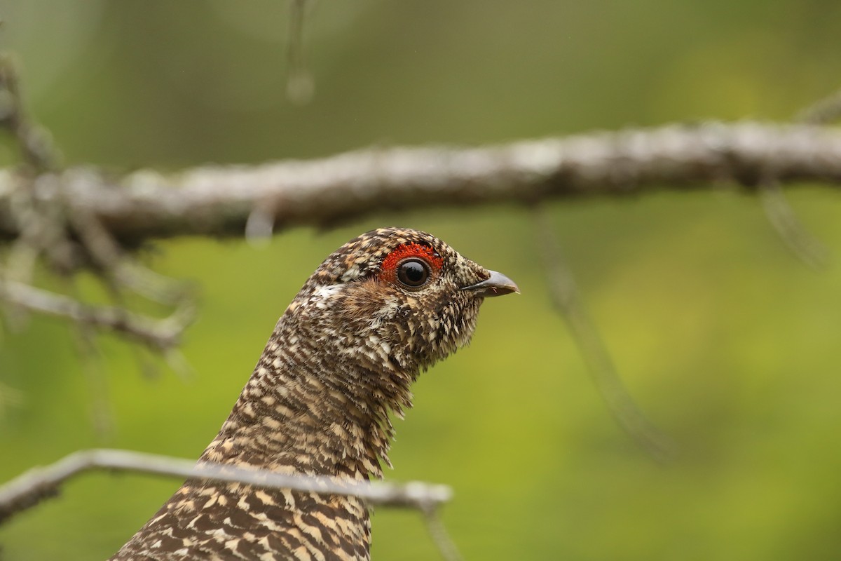 Spruce Grouse - Willy Hutcheson