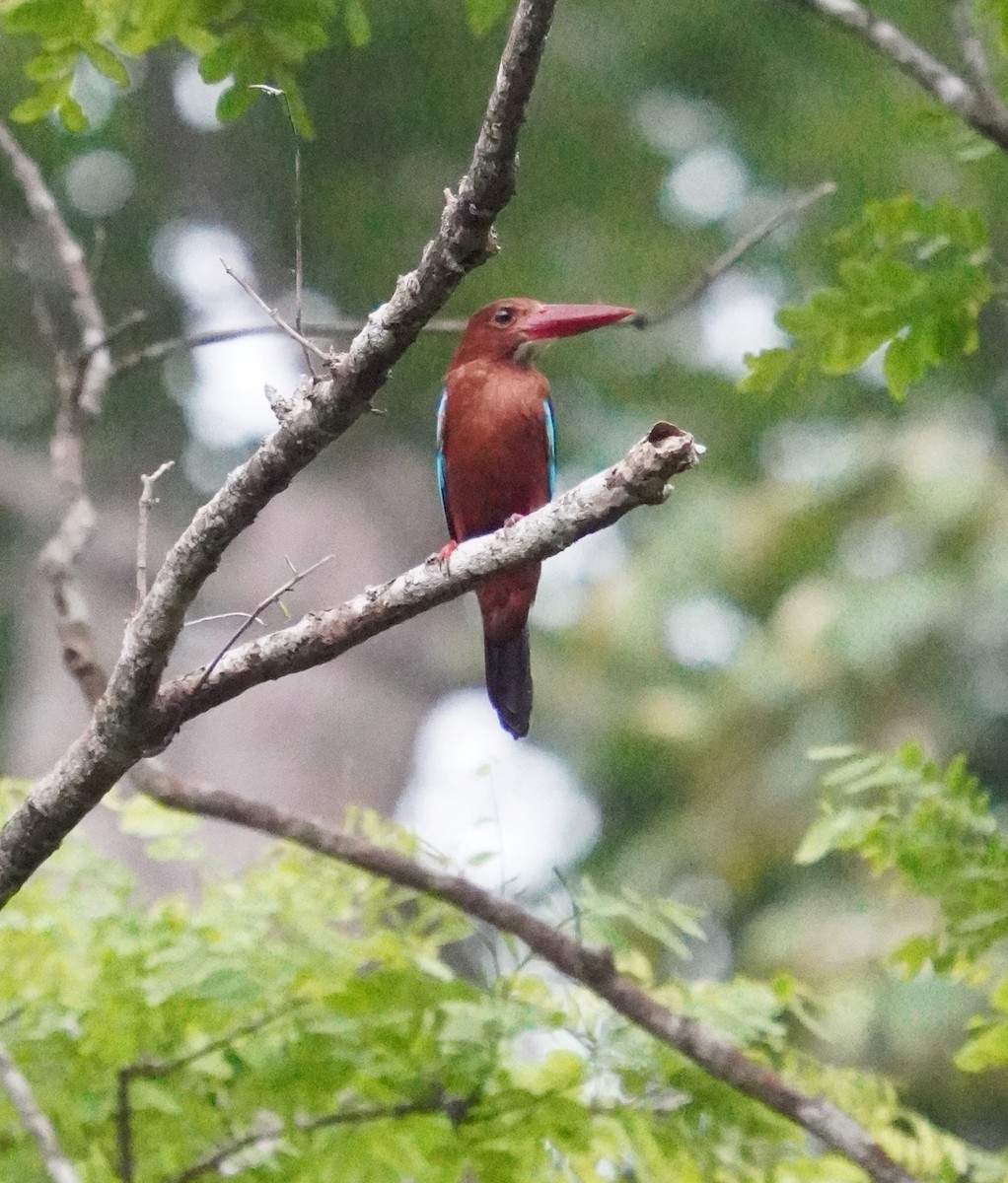 Brown-breasted Kingfisher - ML589951451