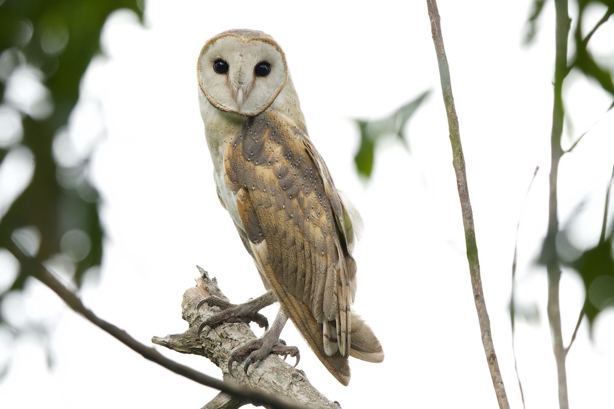 Barn Owl (Eastern) - Sam Hambly