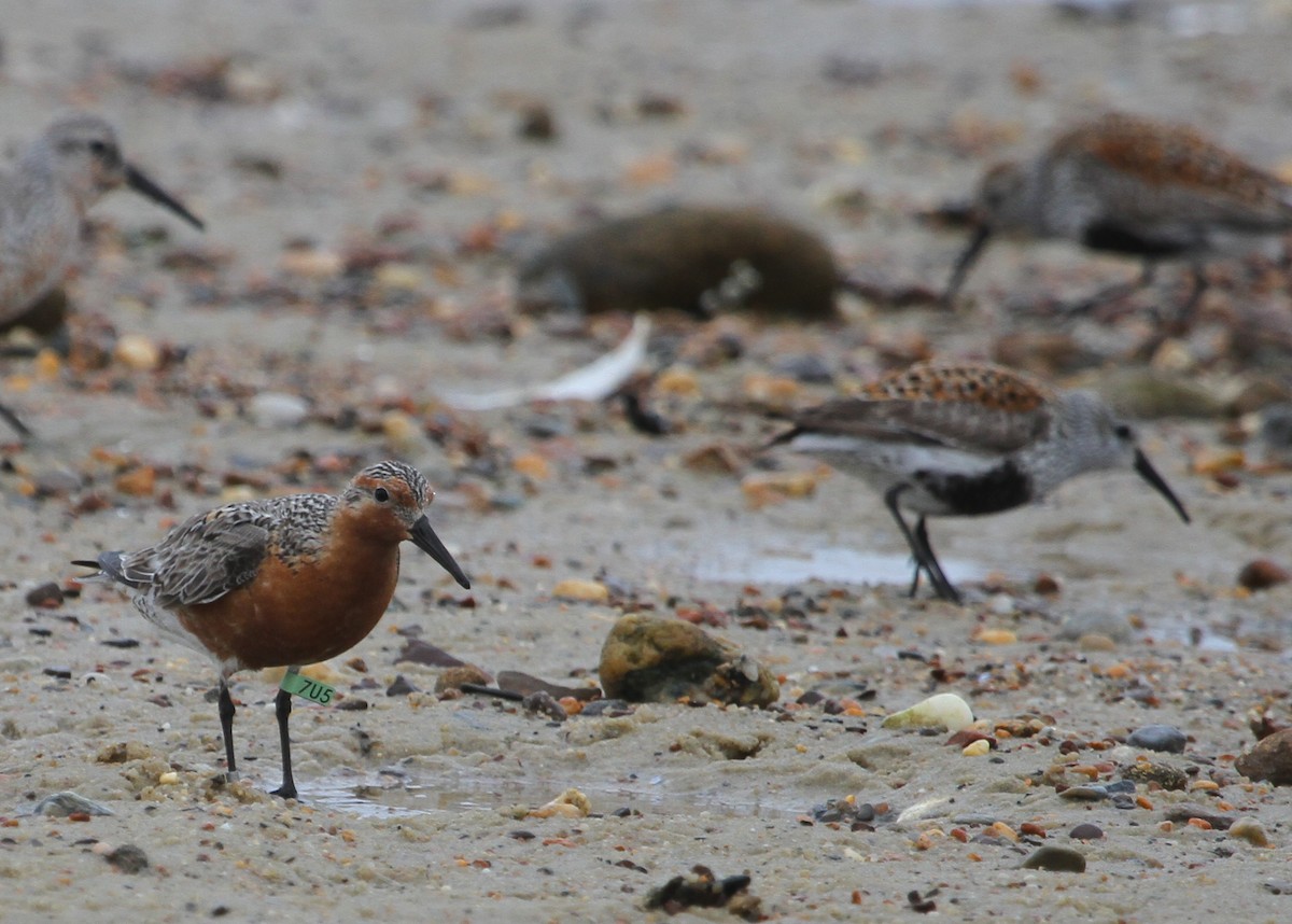 Red Knot - Mark Faherty