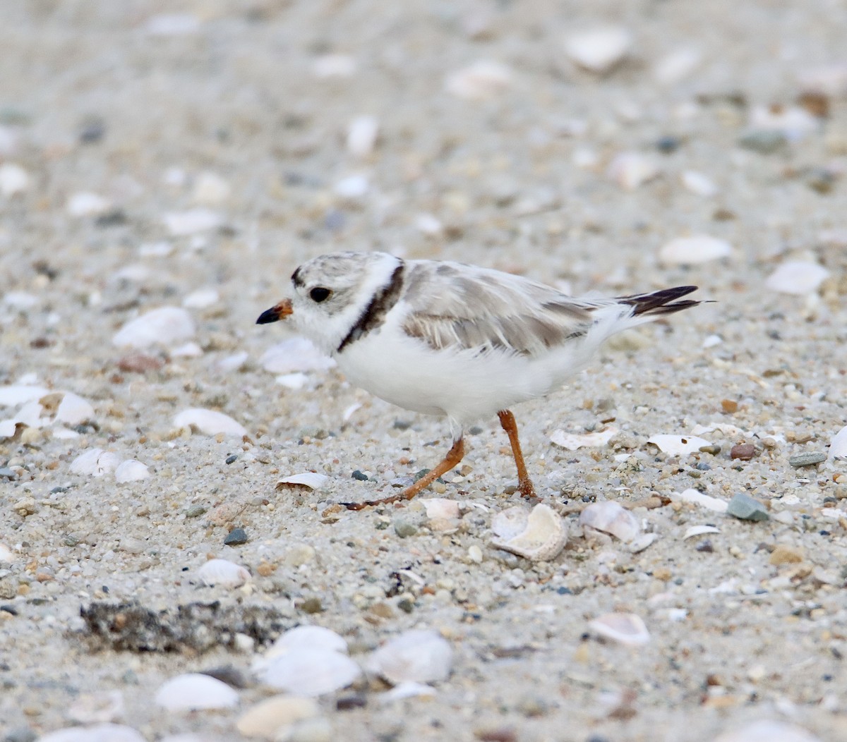 Piping Plover - ML589961941