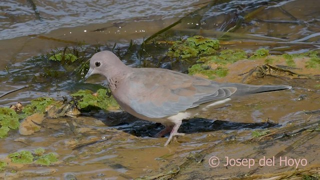 Laughing Dove - ML589962901