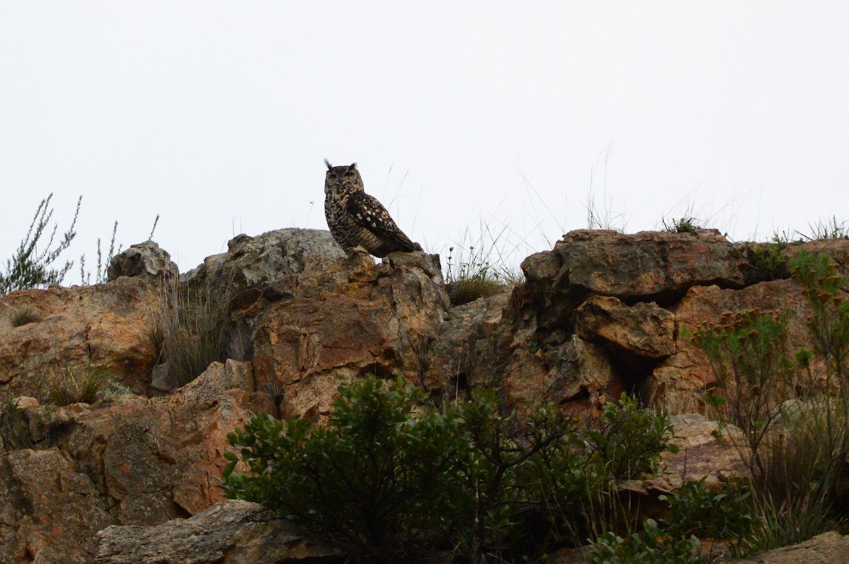 Cape Eagle-Owl - ML589963211