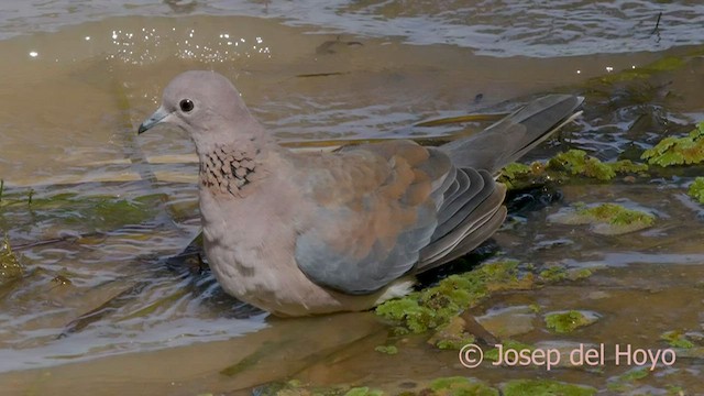 Laughing Dove - ML589963541
