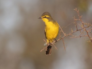  - Yellow-browed Tyrant
