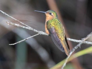  - Rufous-breasted Sabrewing