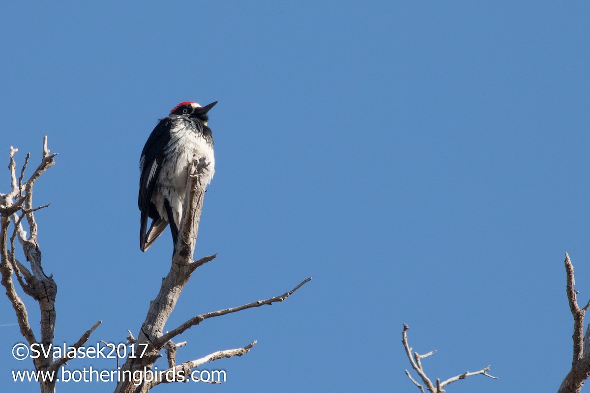 Acorn Woodpecker - ML58996501