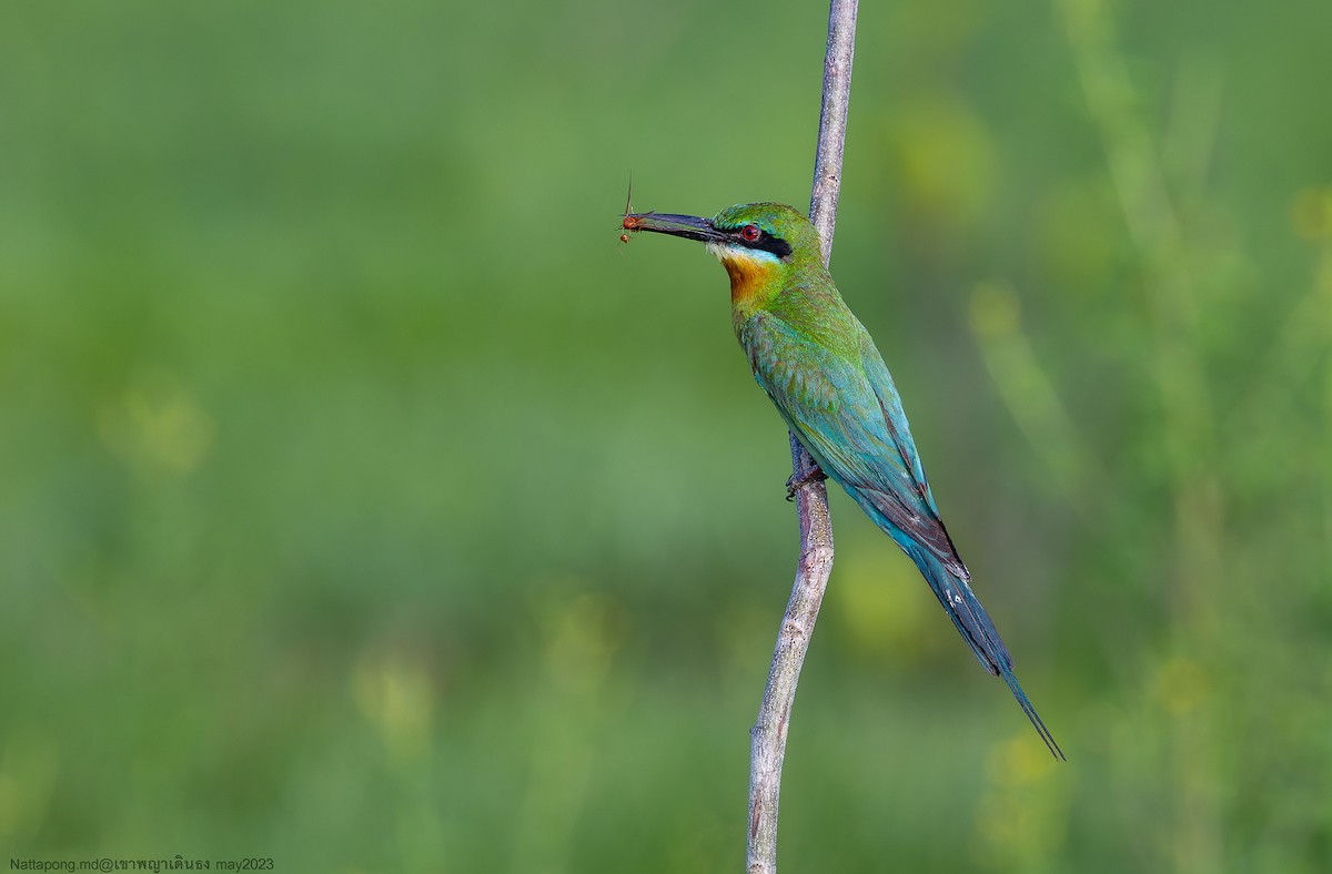 Blue-tailed Bee-eater - ML589965021