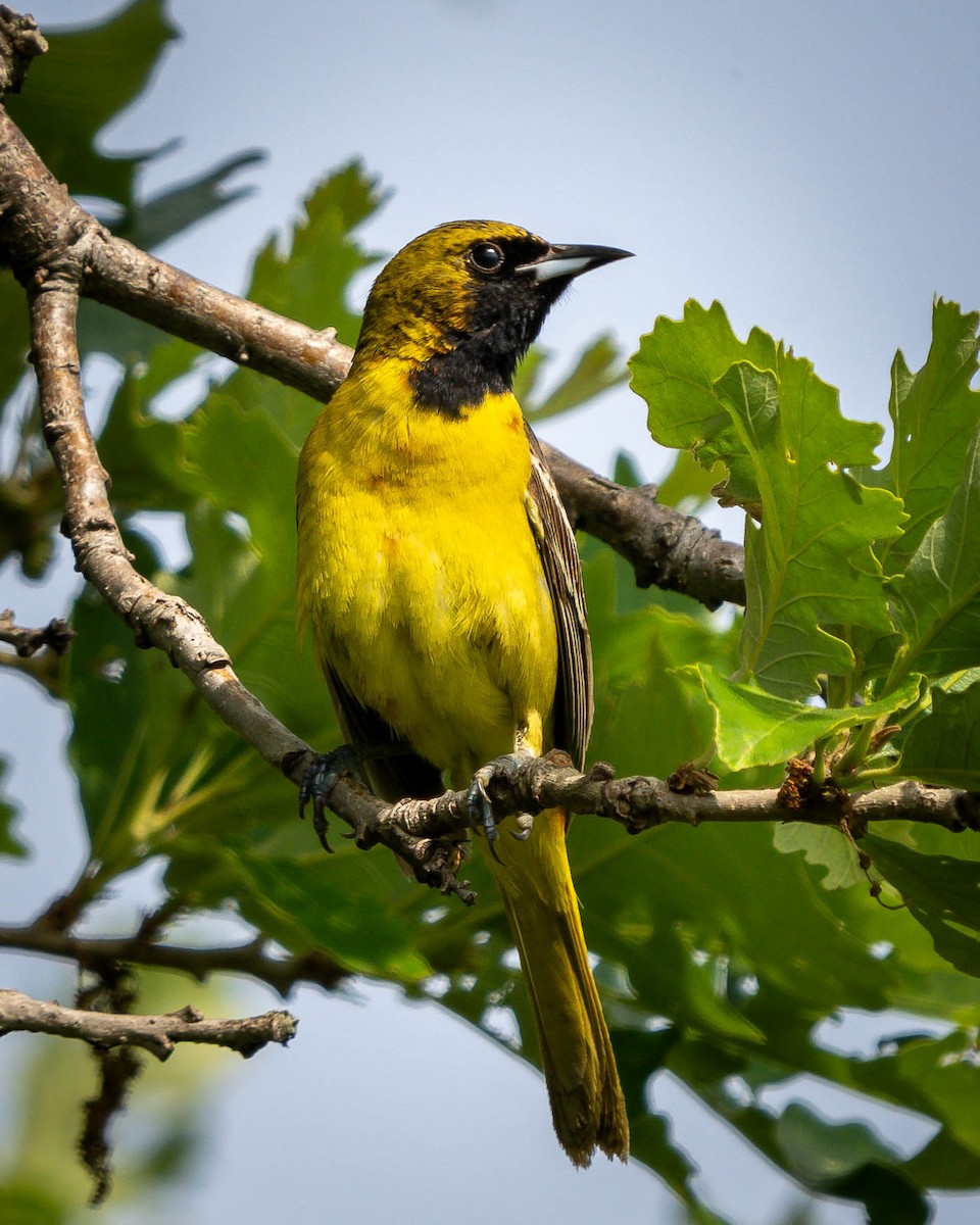 Orchard Oriole - ML589965961