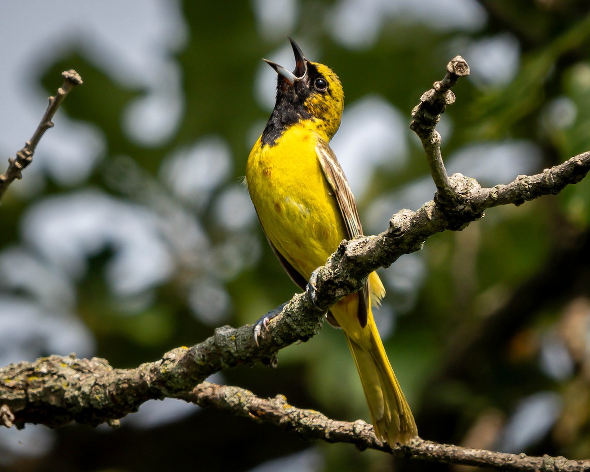 Orchard Oriole - ML589965971
