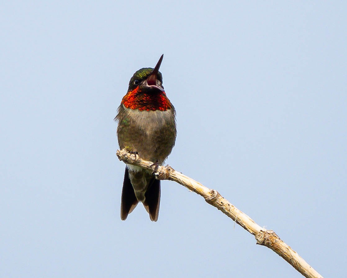 Ruby-throated Hummingbird - ML589966211