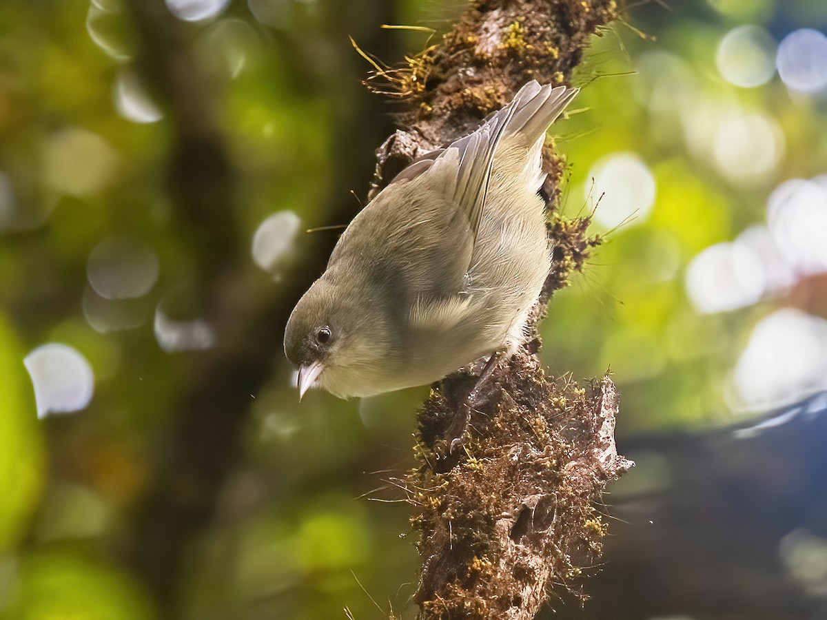 Akikiki - Oreomystis bairdi - Birds of the World