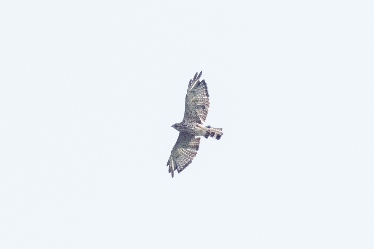 Broad-winged Hawk - ML589966781