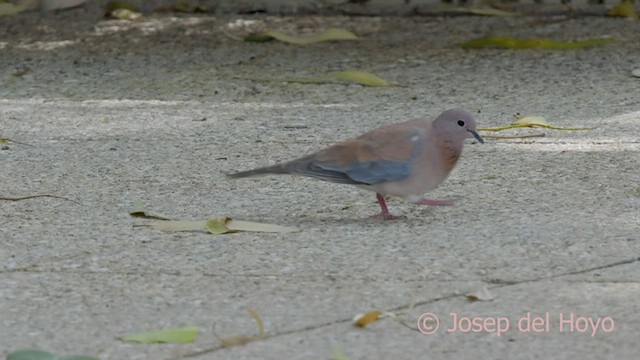 Laughing Dove - ML589966941