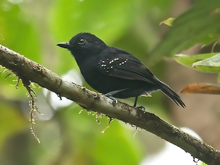  - Bicolored Antvireo