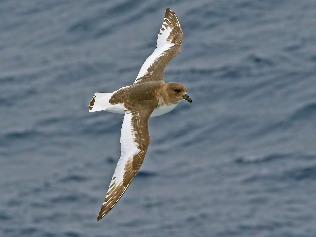 Antarctic Birds