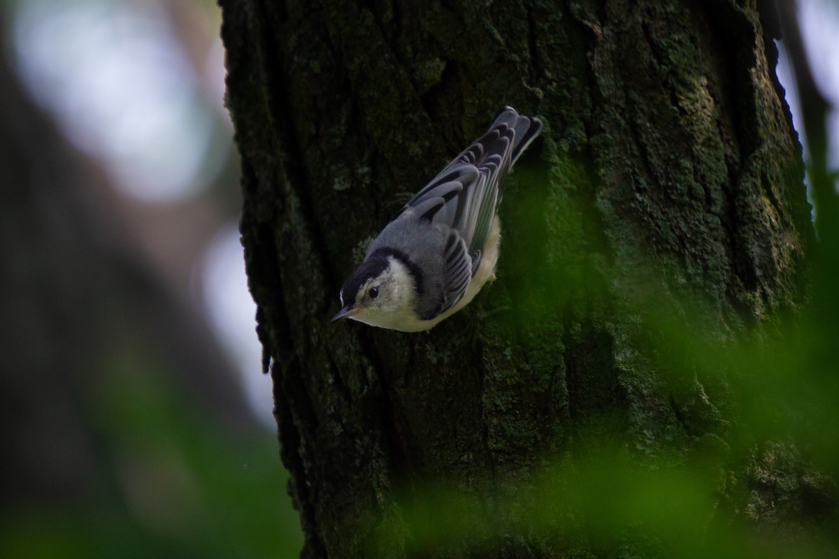 White-breasted Nuthatch - ML589973411