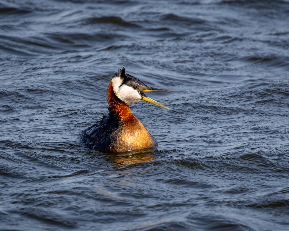 Red-necked Grebe - ML589980151