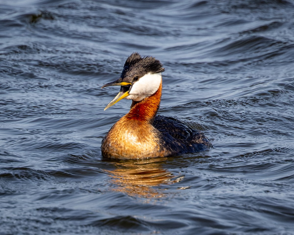 Red-necked Grebe - ML589980161