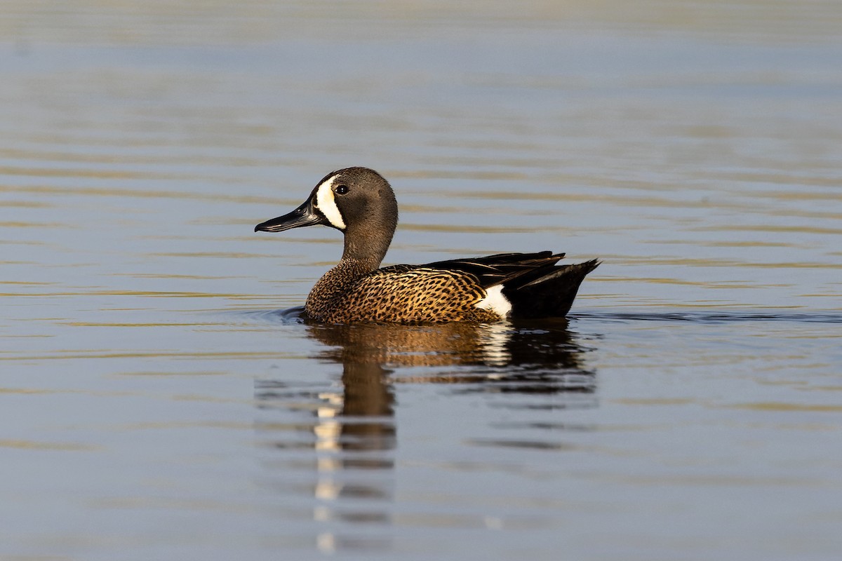 Blue-winged Teal - ML589985811