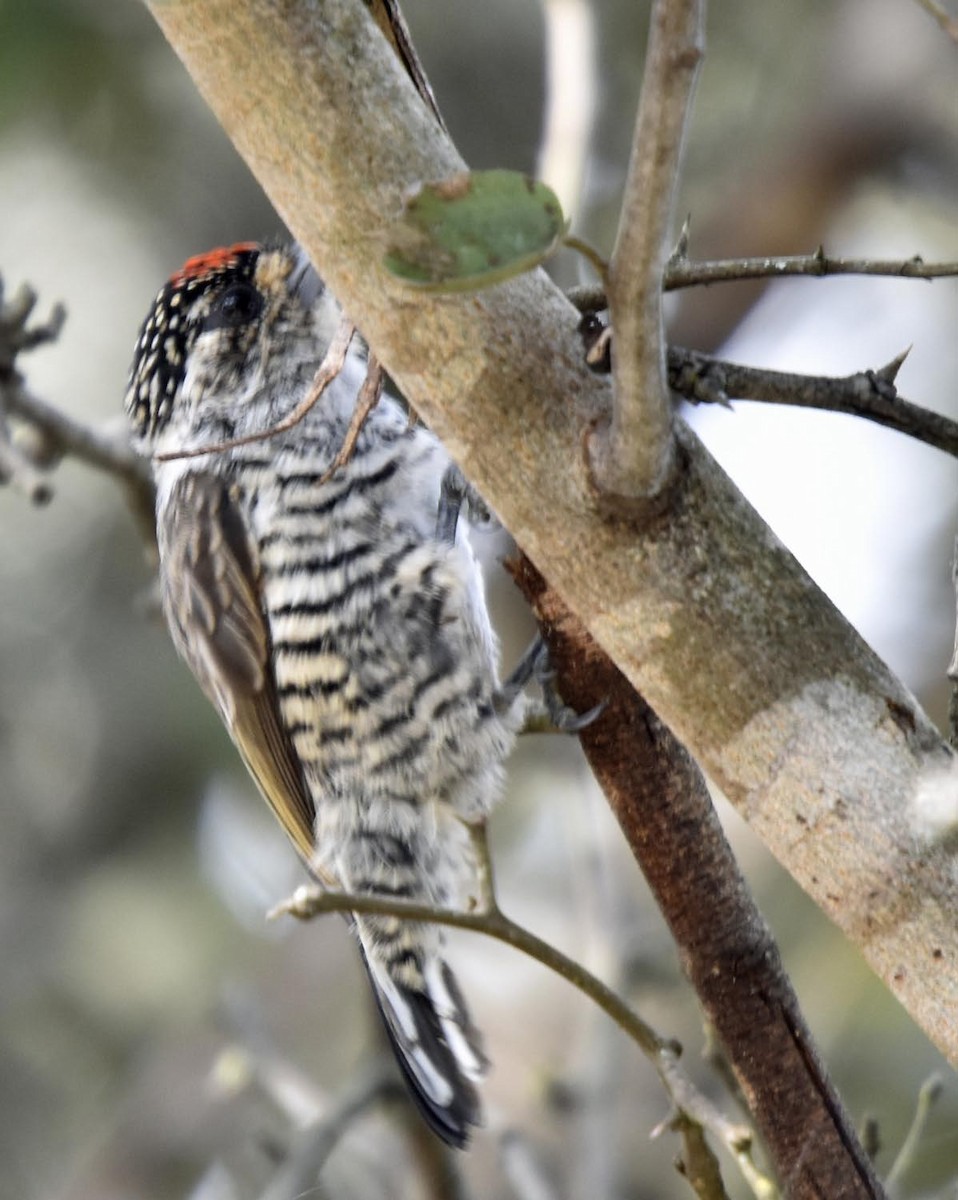 White-barred Piculet - ML58998621