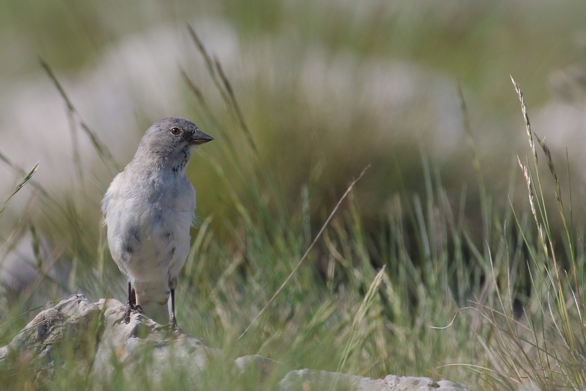 White-winged Snowfinch - ML589986611