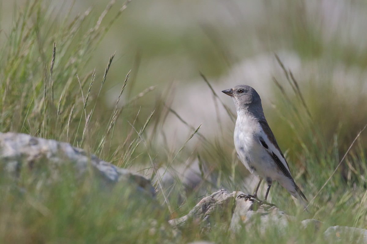 White-winged Snowfinch - ML589986621