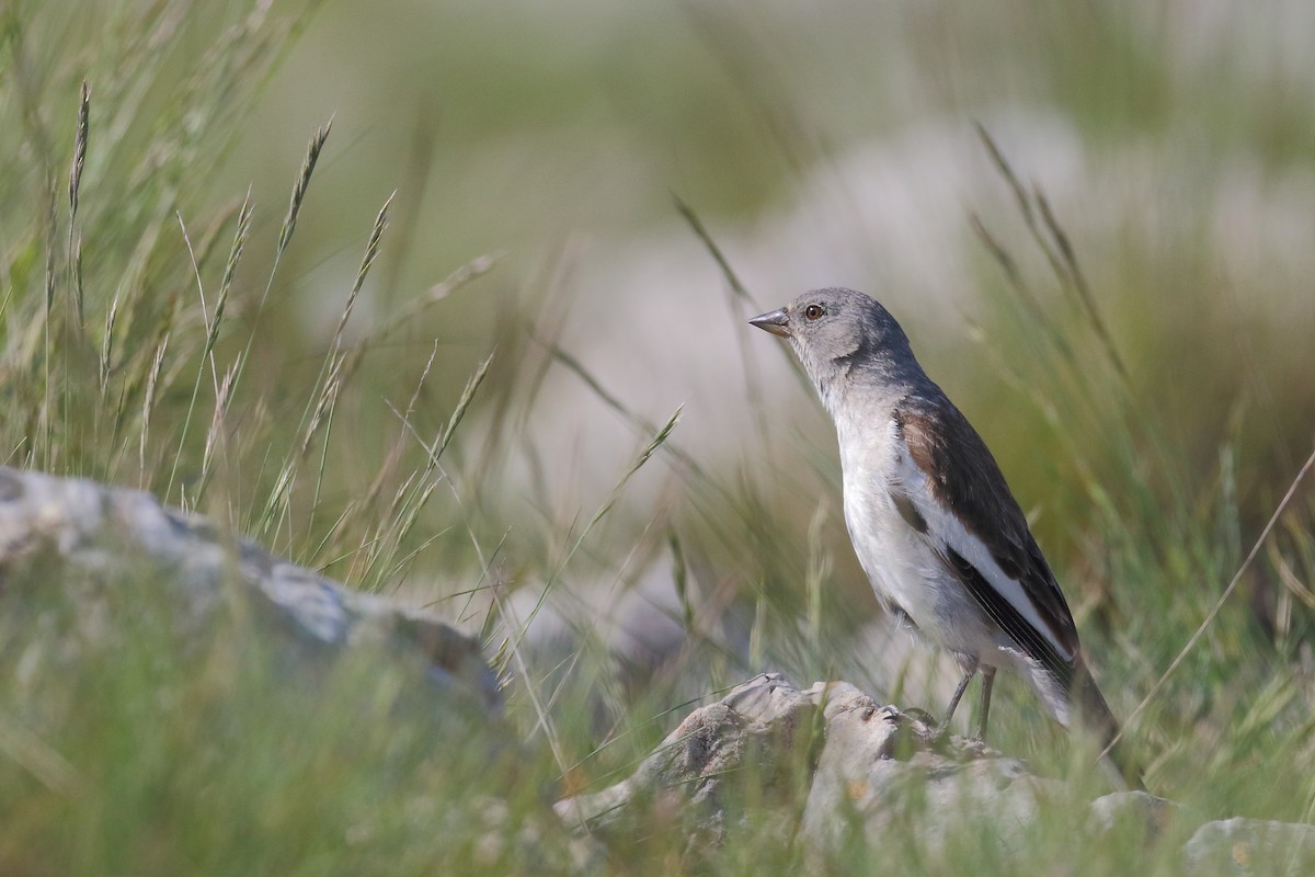 White-winged Snowfinch - ML589989301