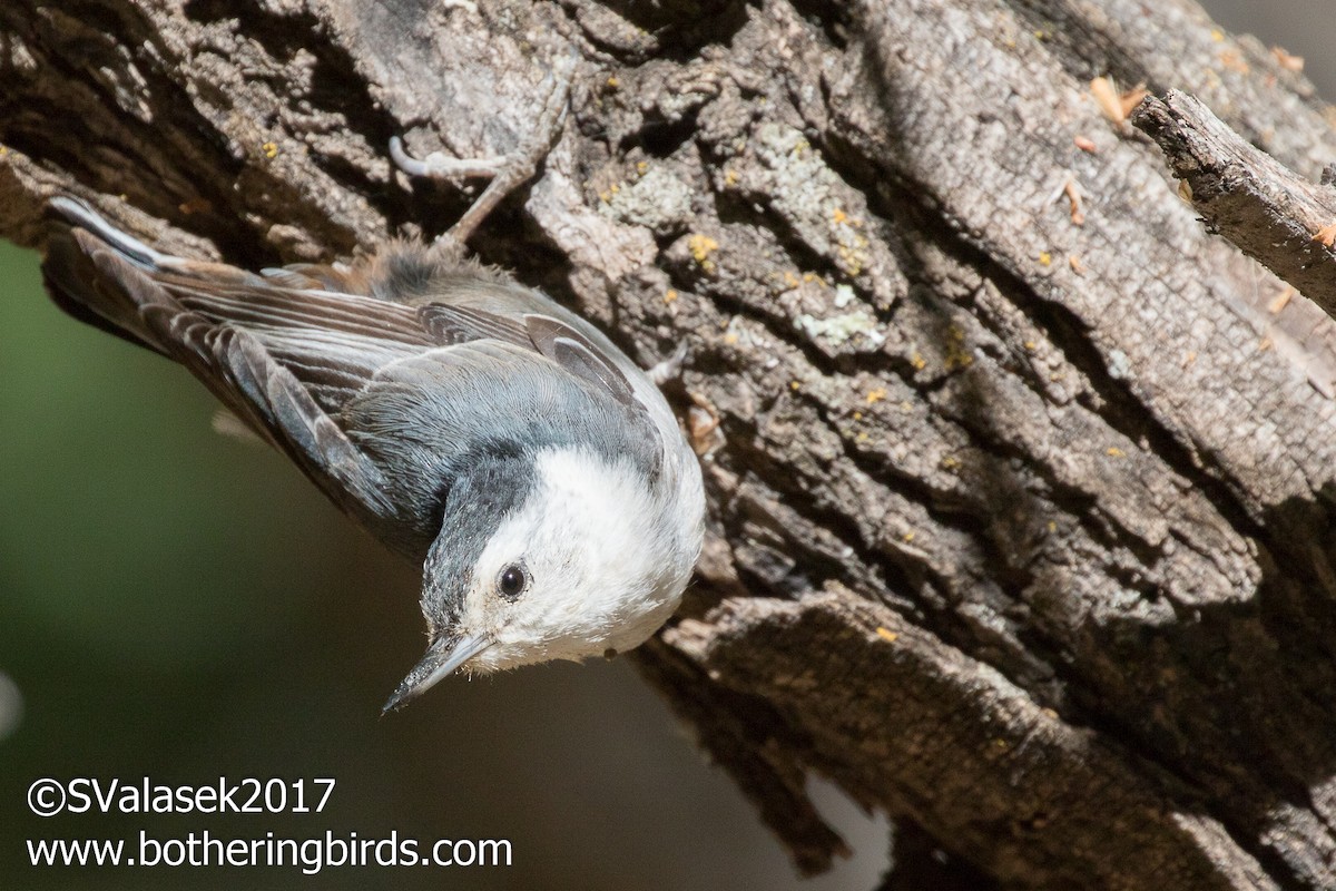 White-breasted Nuthatch - ML58999191