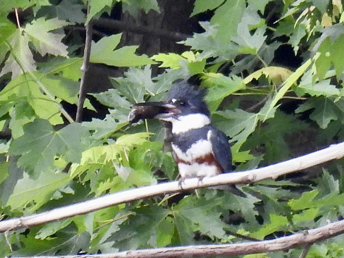 Belted Kingfisher - ML589993861