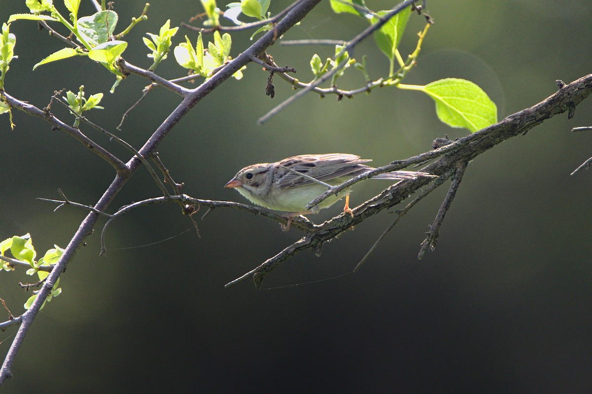 Clay-colored Sparrow - ML589995091