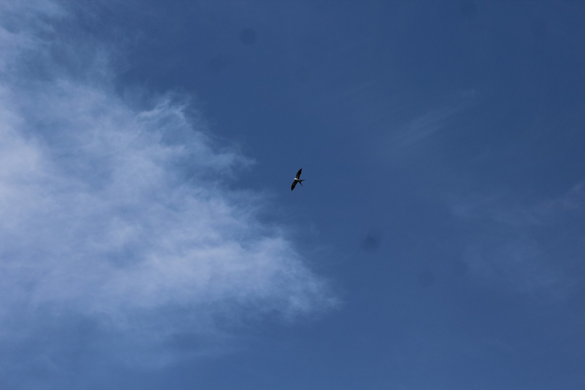 Swallow-tailed Kite - ML589995891