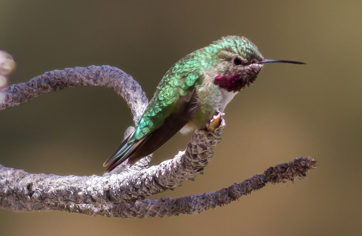 Broad-tailed Hummingbird - ML58999821
