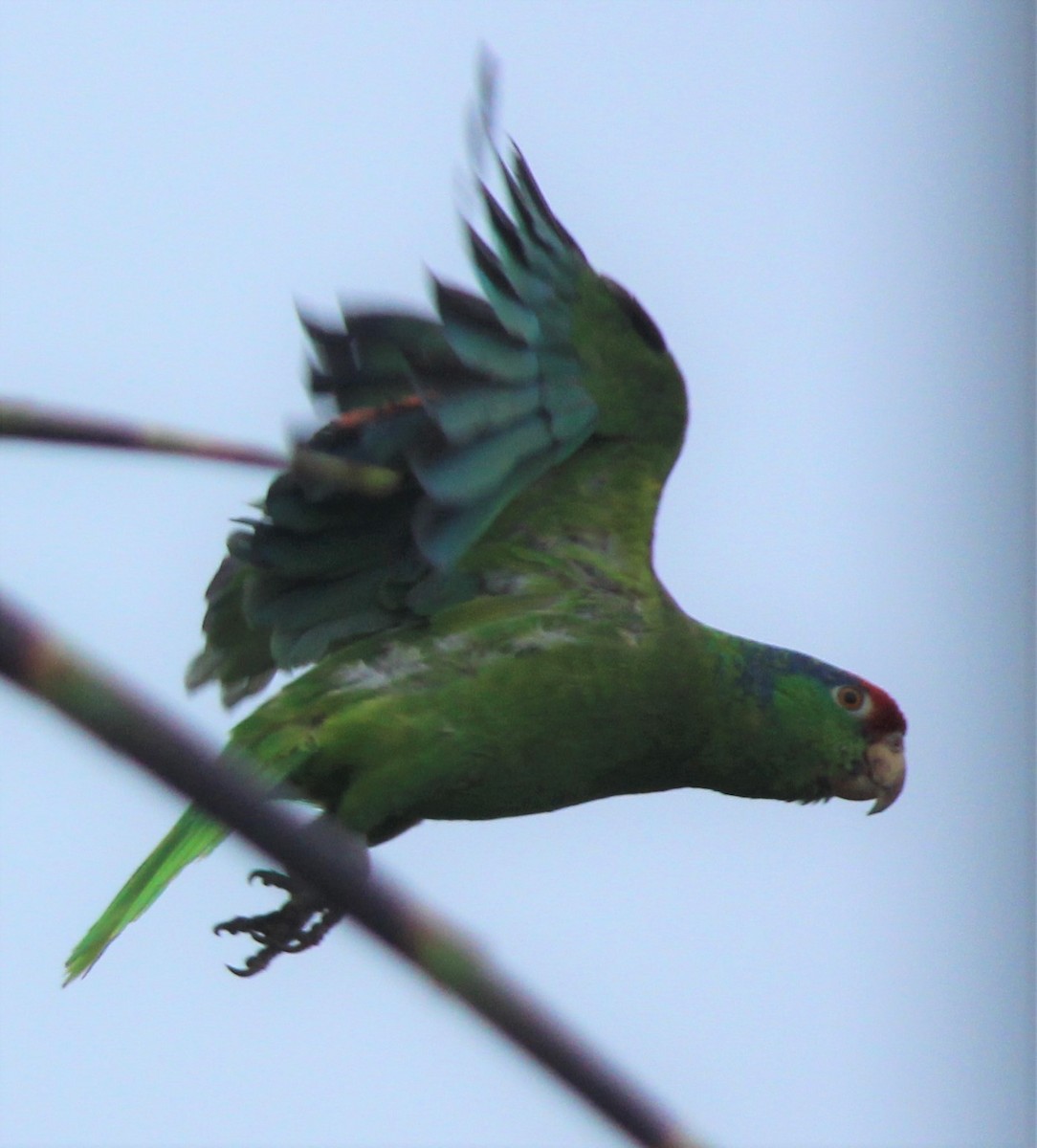Red-crowned Parrot - ML590003261