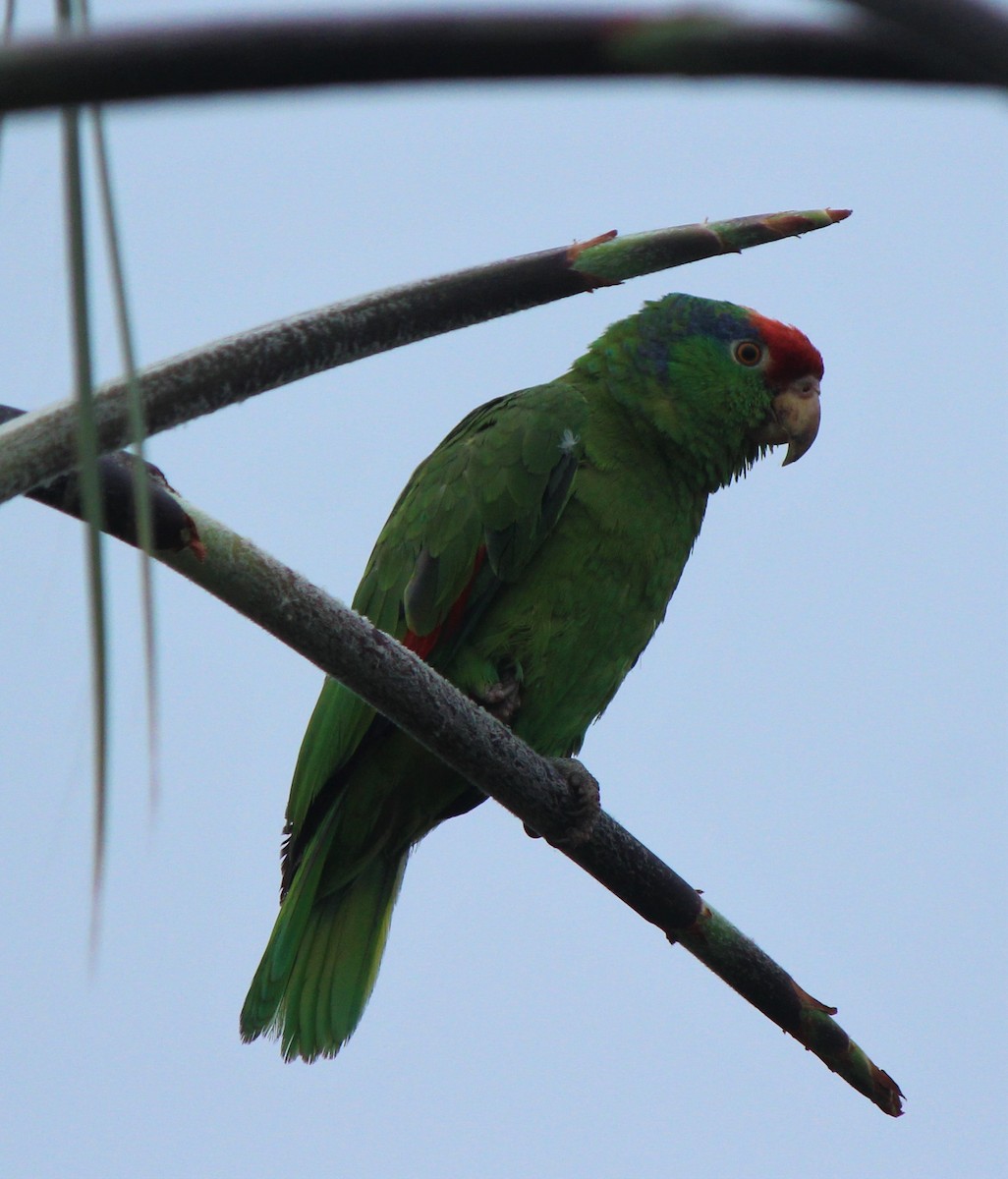 Red-crowned Parrot - ML590003271