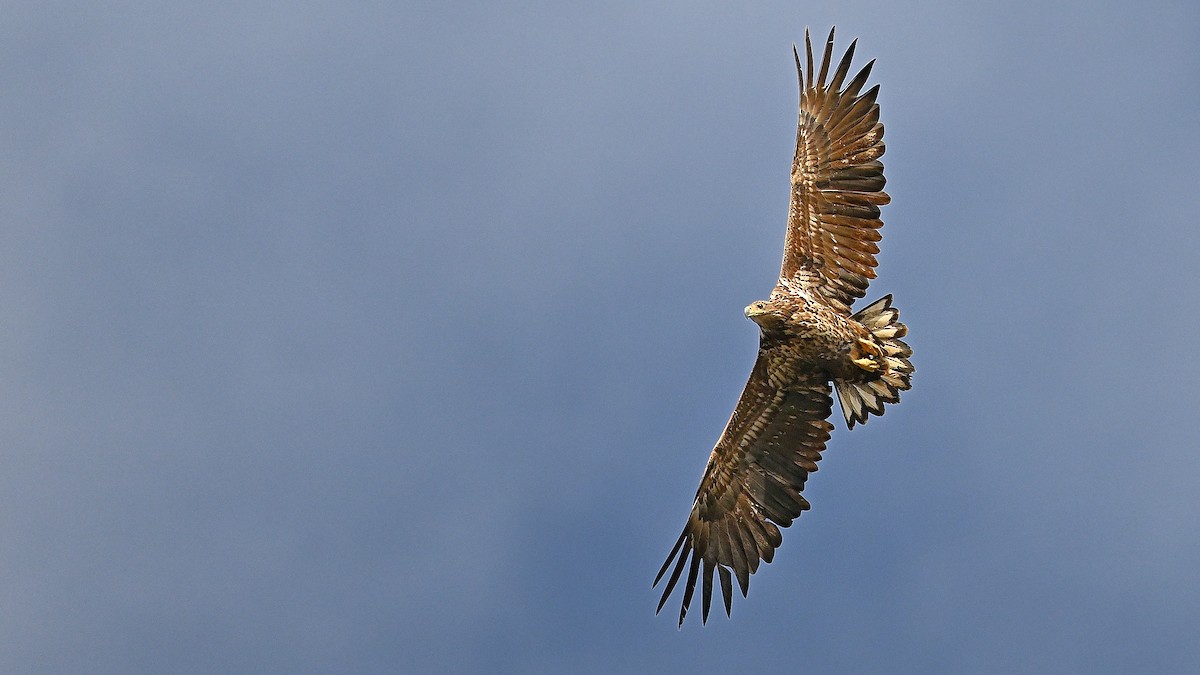 White-tailed Eagle - ML590004171