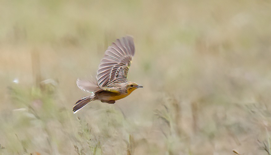 Yellow-breasted Pipit - ML590005221