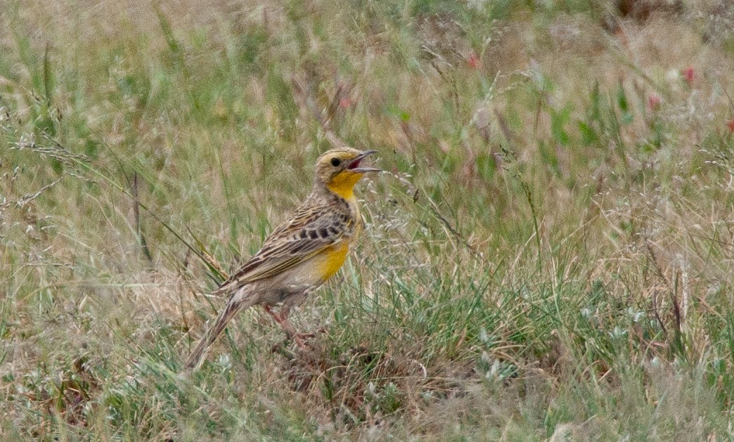 Yellow-breasted Pipit - ML590005341
