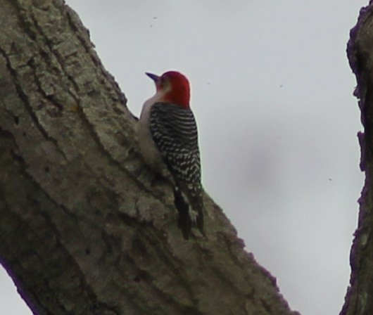 Red-bellied Woodpecker - Suzanne Cholette